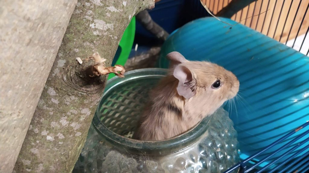 Tipi, un octodon, sort la tête d’un récipient en verre dans sa cage.