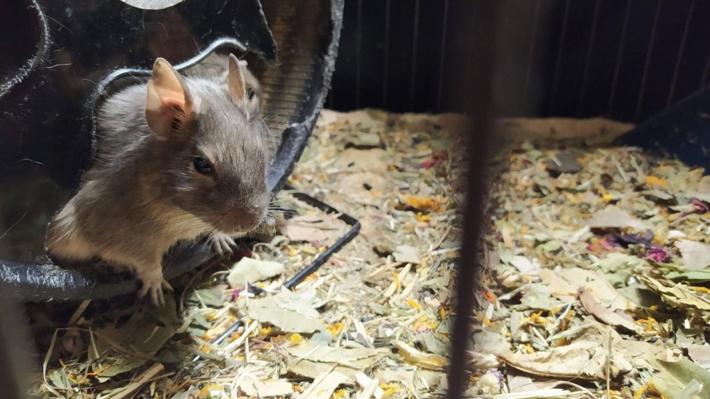 Toupi, un octodon gris, se tient à côté d’une roue dans sa cage.