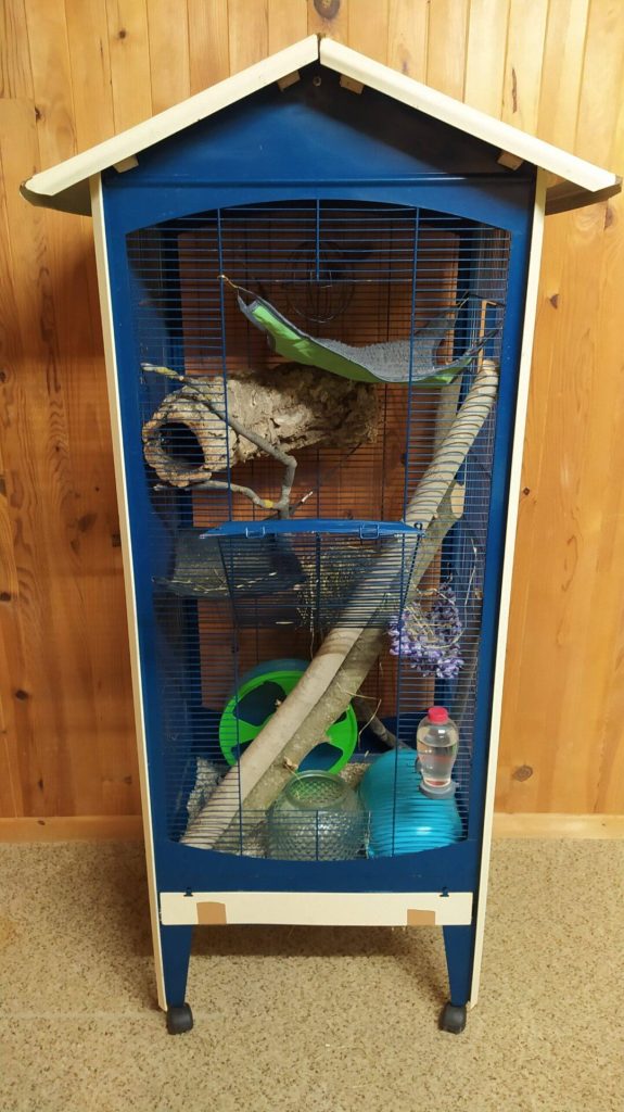 Volière bleue aménagée avec des branches, des plateformes, un hamac et une roue.