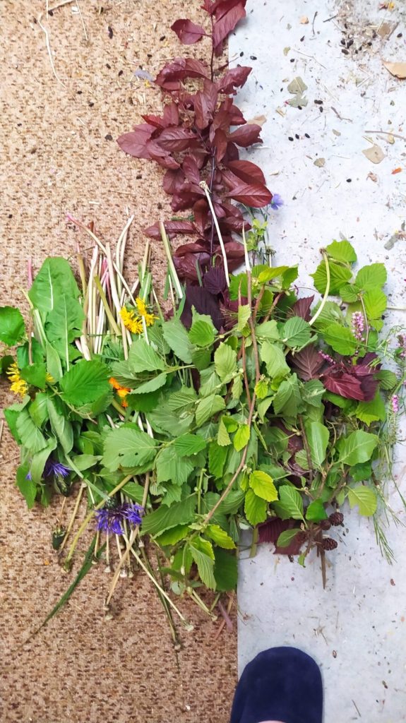 Feuilles, fleurs et tiges fraîches disposées sur un plan de travail.