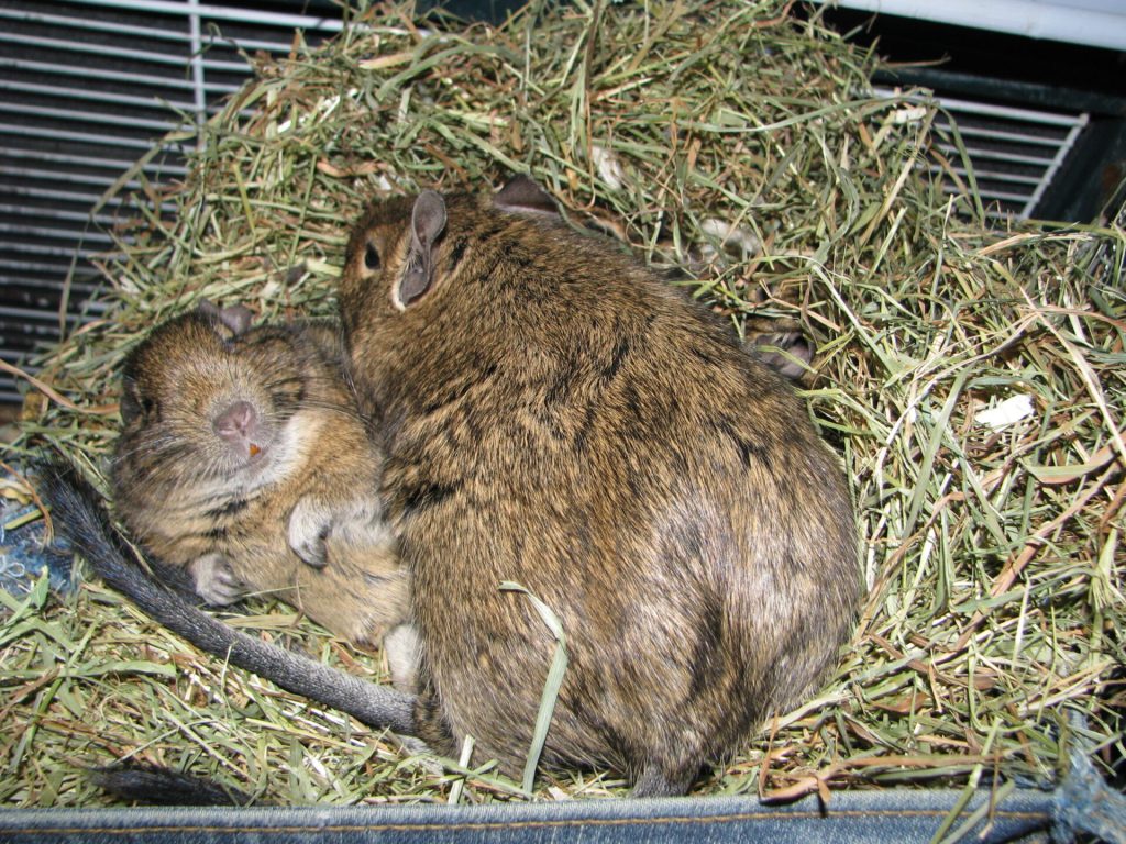 Comportement de l'octodon 12 Deux octodons au repos dans un nid rond garni de foin.