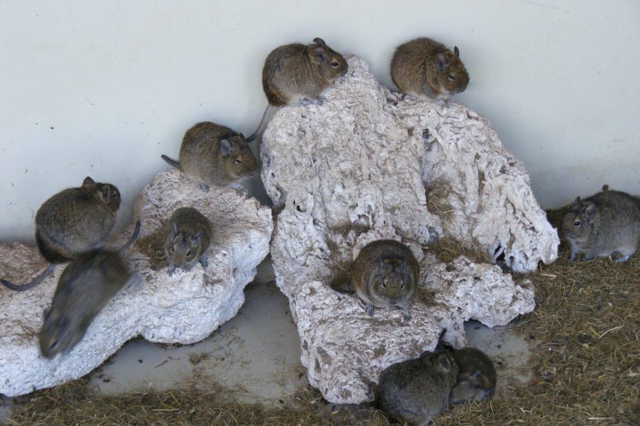 Plusieurs octodons répartis sur et autour d’un amas de rochers clairs.