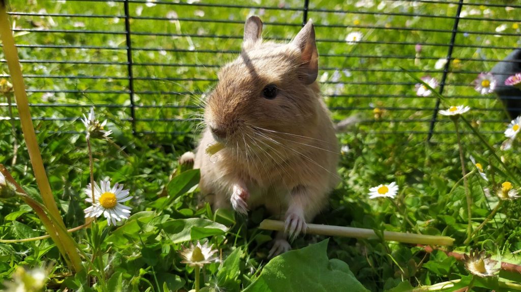 Octodon dans un enclos grillagé au milieu de l’herbe.