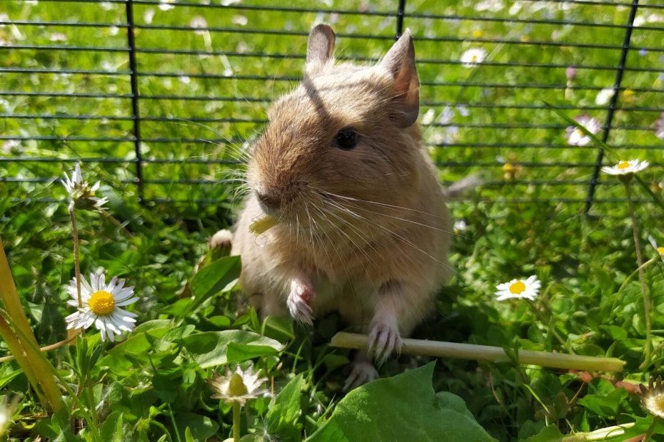 Octodon dans un enclos grillagé au milieu de l’herbe.