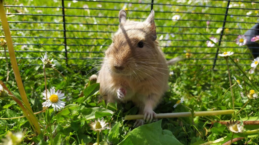 Octodon tenant une tige de pissenlit dans un enclos installé sur l’herbe.