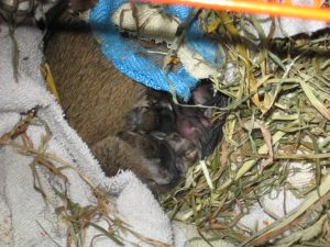 La stérilisation / castration de l'octodon 4 Petits octodons regroupés sous leur mère pour téter dans un nid de foin.