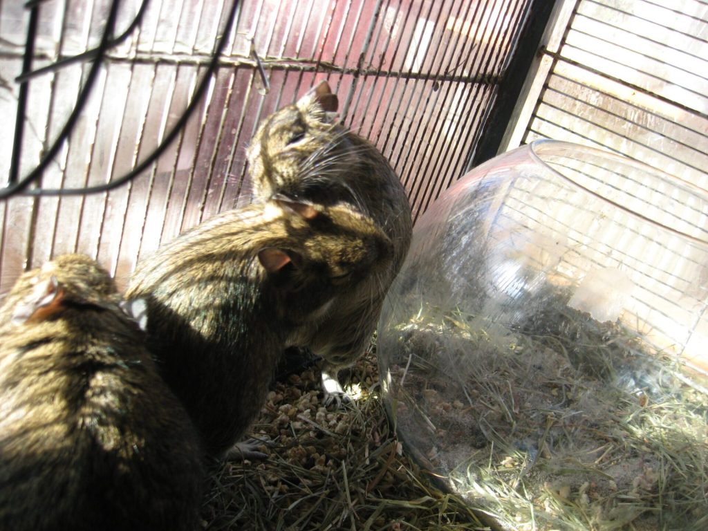 Comportement de l'octodon 6 Un octodon toilettant la tête d’un congénère dans leur cage.