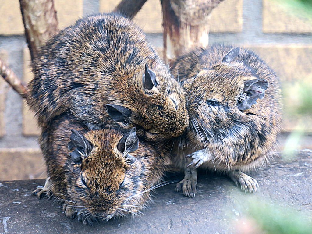 Comportement de l'octodon 8 Trois octodons serrés les uns contre les autres sur une surface sombre.
