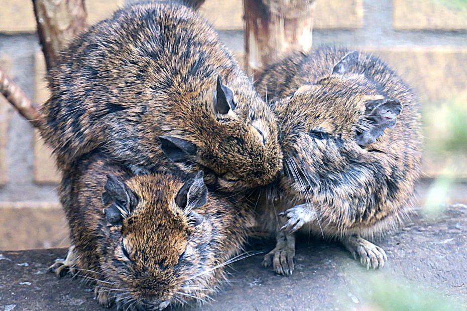 Trois octodons serrés les uns contre les autres sur une surface sombre.