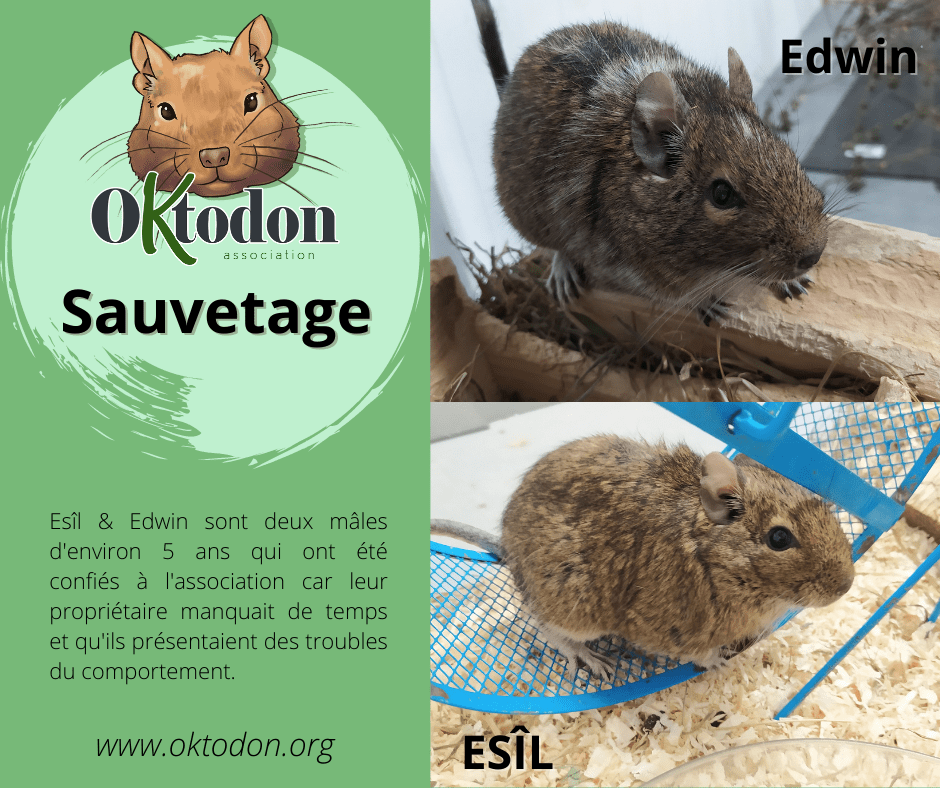 Affiche « Sauvetage » d’Oktodon, avec les photographies des octodons Edwin et Esil.