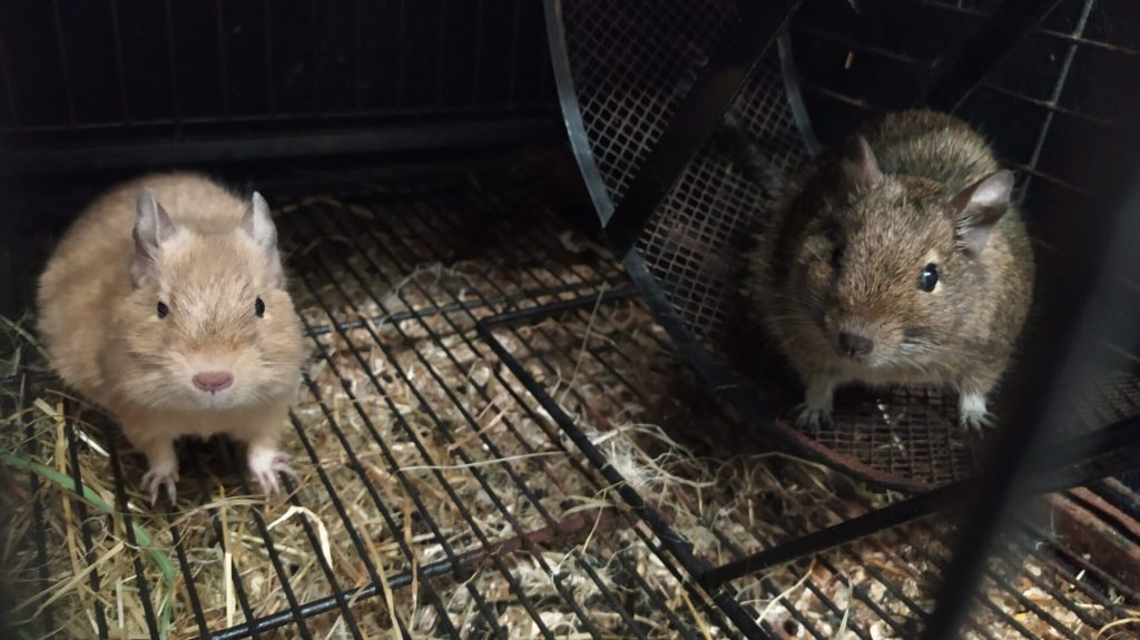 Deux octodons, l’un clair et l’autre brun, devant une roue dans leur cage.