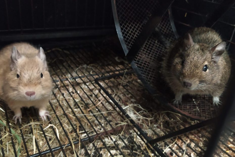 Deux octodons, l’un clair et l’autre brun, devant une roue dans leur cage.