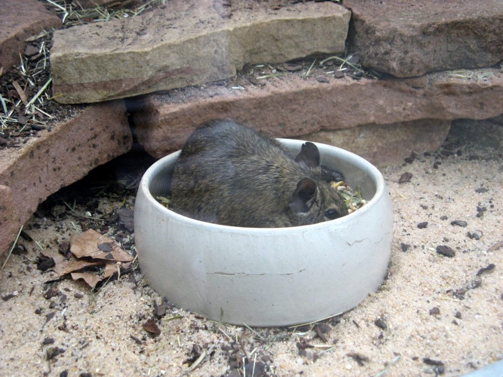 A degu sitting inside a large white bowl.