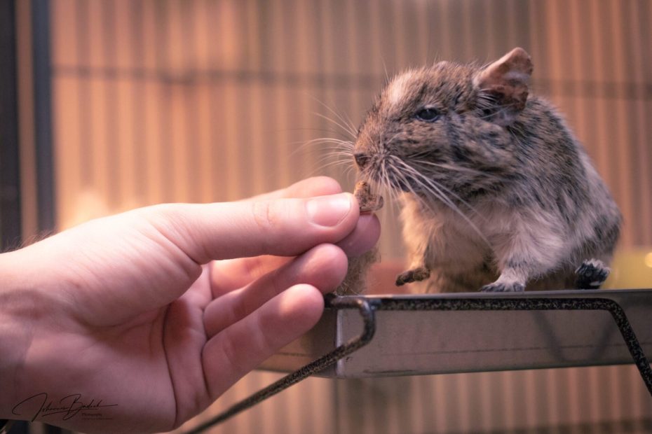 Octodon tendant son museau vers un aliment tenu dans une main à l’entrée de sa cage.
