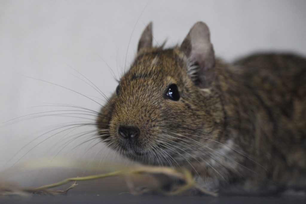 Gros plan du visage d’un octodon agouti.