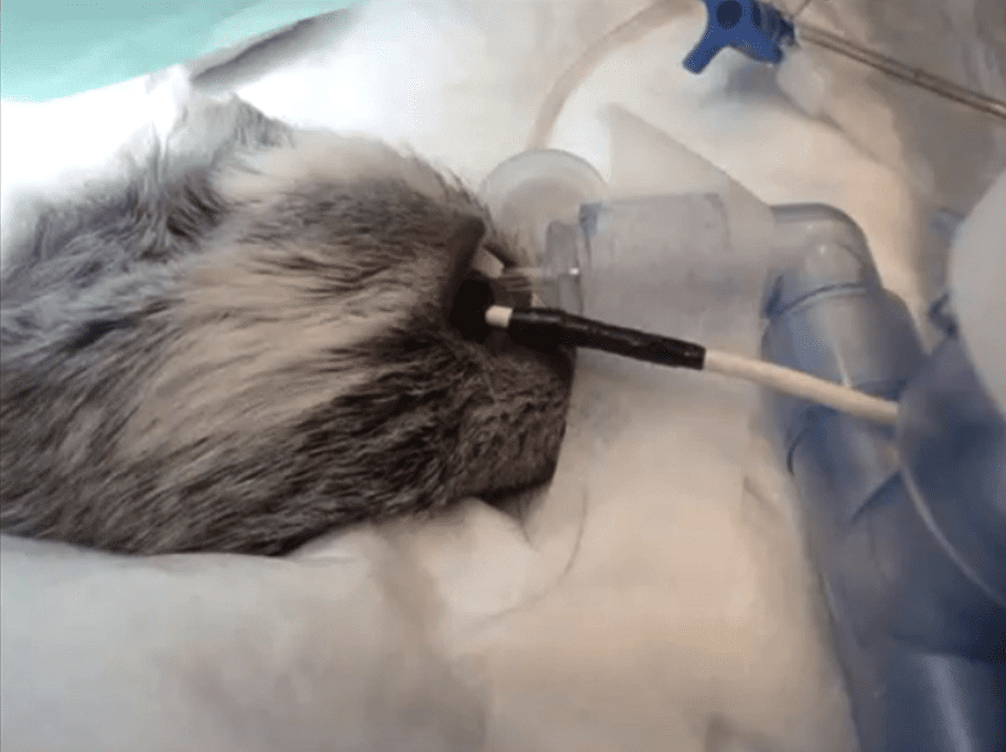 Les maladies respiratoires chez l'Octodon degus 3 Capteur d’oxymétrie placé dans la bouche d’un cobaye anesthésié.