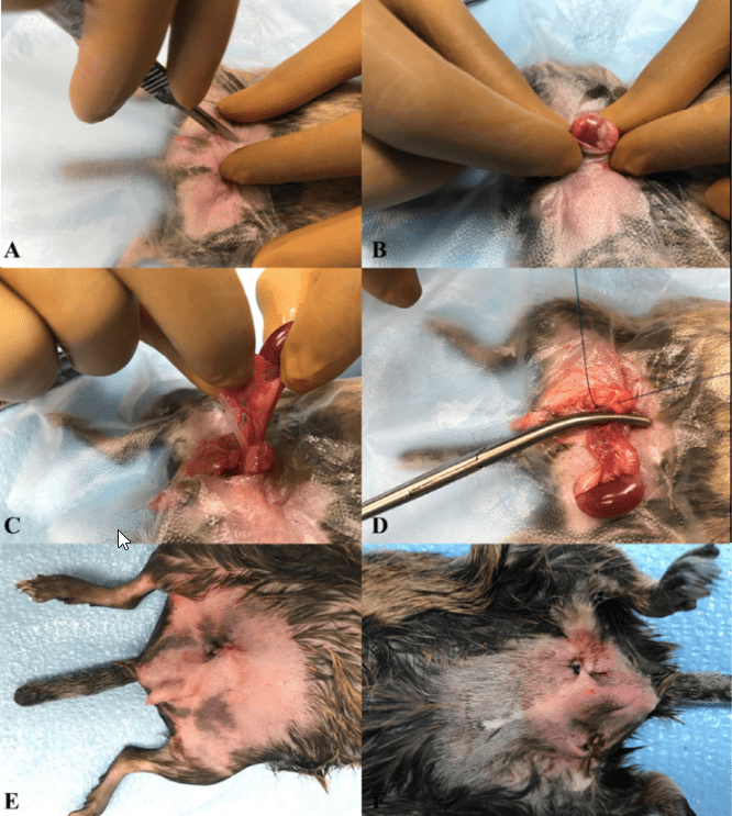 La stérilisation / castration de l'octodon 3 Montage de six photographies présentant les étapes d’une castration chez un octodon mâle.