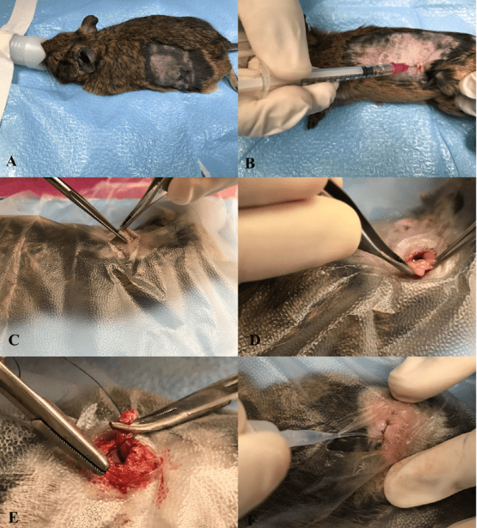 La stérilisation / castration de l'octodon 2 Montage de six photographies présentant les étapes d’une ovariectomie chez une femelle octodon.