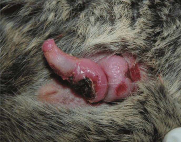 Pathologies des organes reproducteurs 2 Gros plan d’un tissu rosé extériorisé au niveau de la région périnéale d’un octodon.
