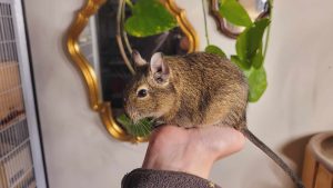 Octodon assis sur une main ouverte, devant des plantes.