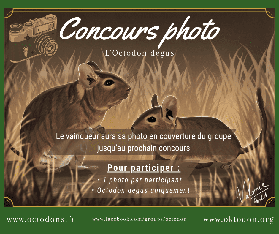 Concours photo Facebook - Octodon degus 1 Affiche du concours photo « L’Octodon degus », illustrée de deux octodons.
