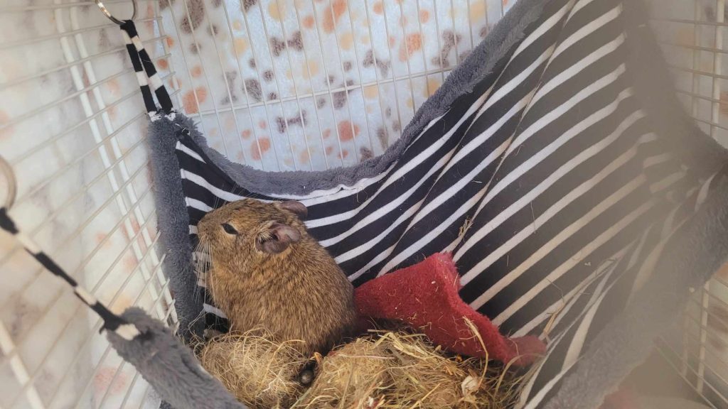 Deux octodons dans une caisse de transport garnie de tissus.