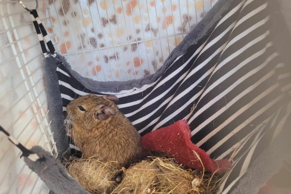Deux octodons dans une caisse de transport garnie de tissus.