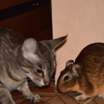Chat et petit rongeur face à face, à proximité d’une cage.