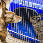 Chien approchant son museau d’une caisse de transport contenant un petit rongeur.
