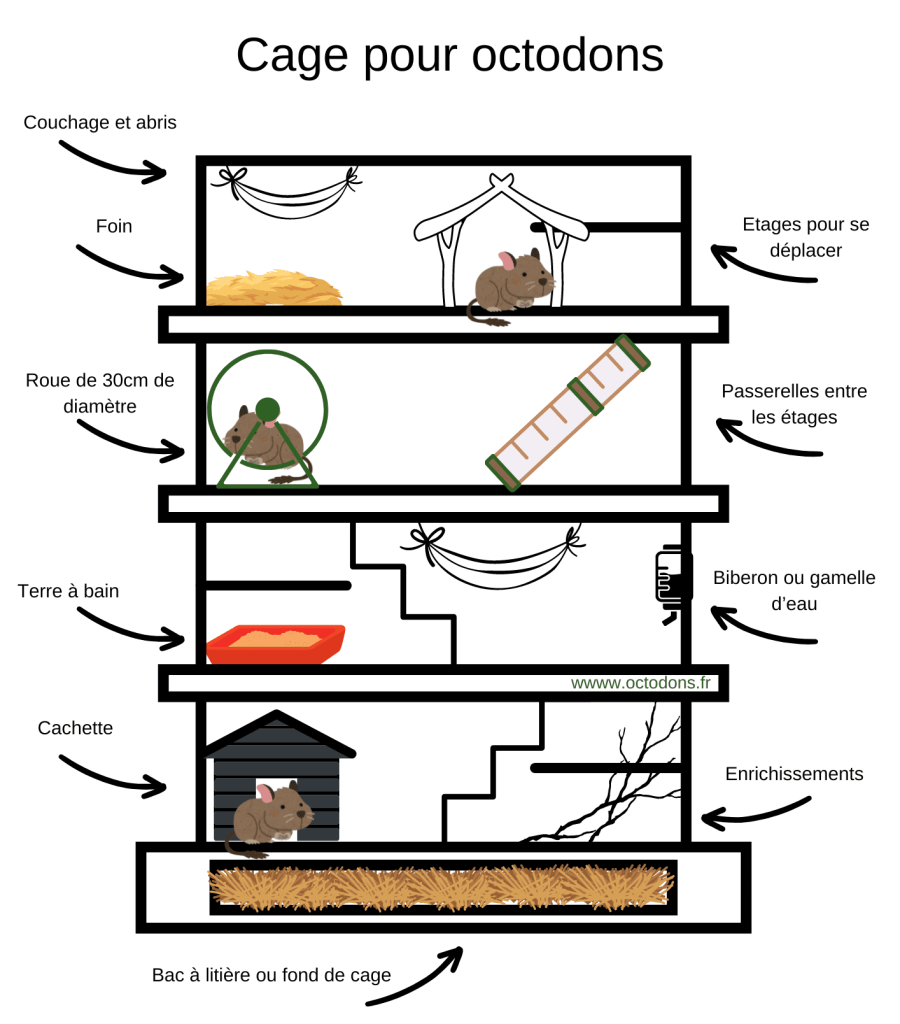 Schéma d’une cage à étages avec roue, couchages, branches, litière et bain de sable.