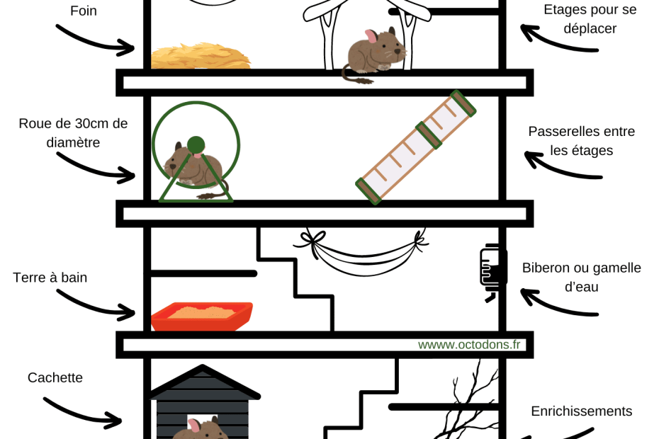 Schéma d’une cage à étages avec roue, couchages, branches, litière et bain de sable.
