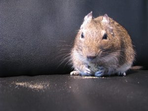 L'octodon peut-il manger des céréales ? 2 Octodon assis sur un tissu noir, les pattes avant relevées contre son corps.