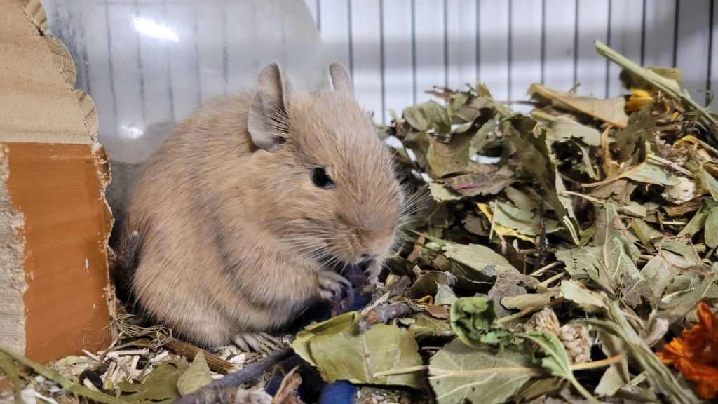 L'octodon peut-il manger des céréales ? 1 Octodon au pelage clair près d’un tas de feuilles séchées dans sa cage.