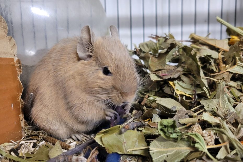 Octodon au pelage clair près d’un tas de feuilles séchées dans sa cage.
