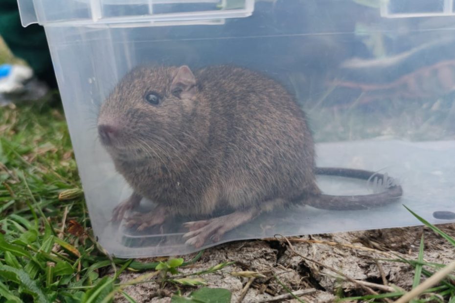 Octodon pacificus dans une boîte transparente posée sur l’herbe.