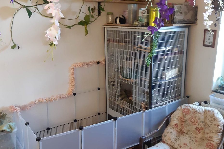 Cage reliée à un parc modulable dans un salon, près d’un fauteuil et de plantes.