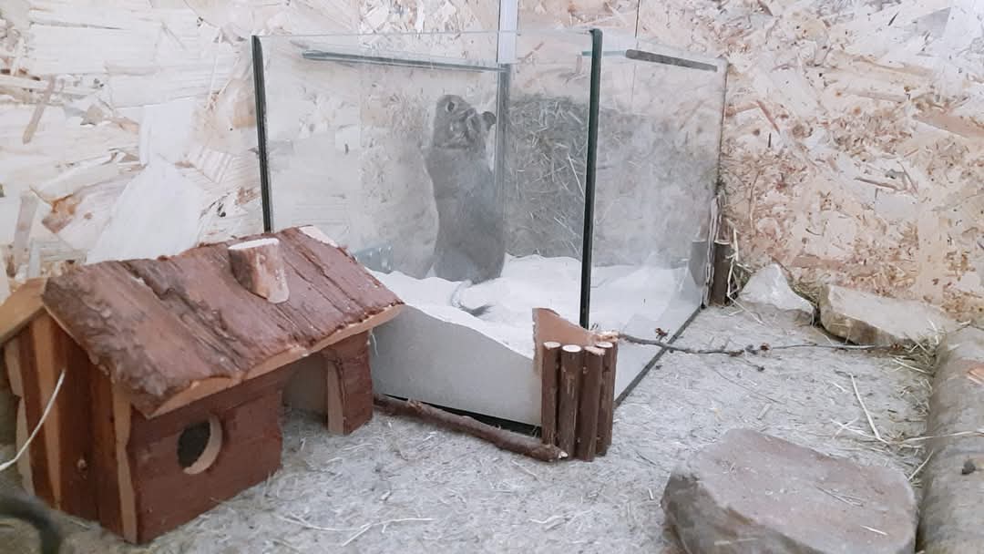 Mon octodon mord les barreaux : que faire ? 2 Coin de sortie aménagé avec une cabane en bois, un coussin et des cachettes.