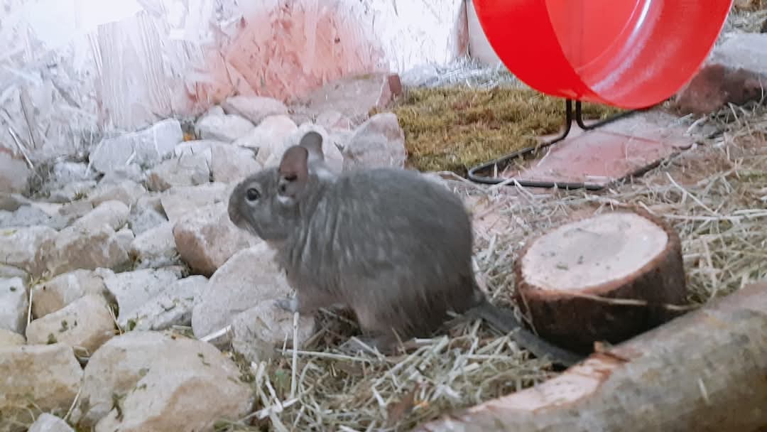 Sortir son octodon dans un parc aménagé 3 Octodon debout sur du foin dans un parc, près d’une roue rouge et d’une gamelle.