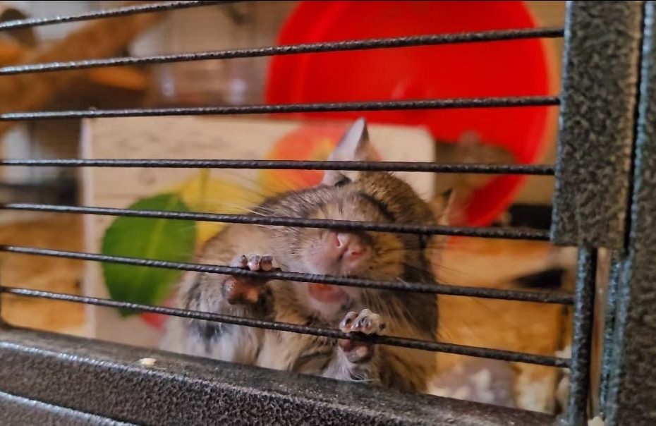 Octodon dressé contre les barreaux de sa cage, près d’une roue rouge.