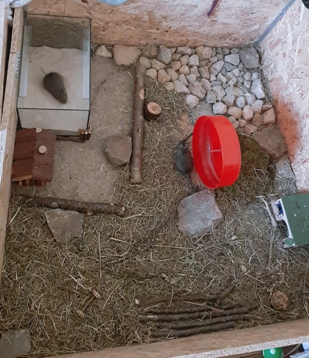 Sortir son octodon dans un parc aménagé 1 Parc de sortie garni de foin, avec des abris en bois, des pierres et une roue rouge.