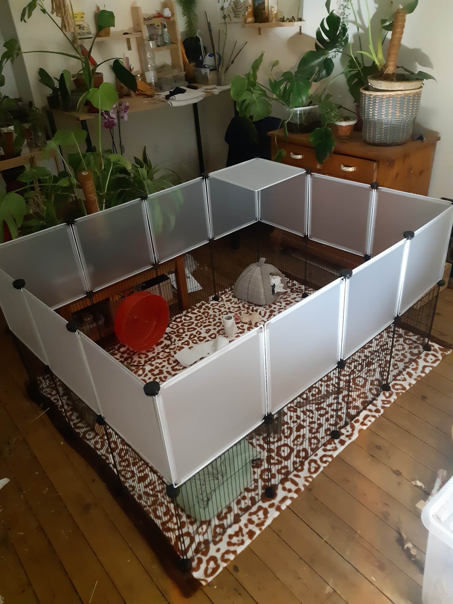 Sortir son octodon dans un parc aménagé 2 Parc composé de panneaux modulables, installé dans une pièce avec des plantes.