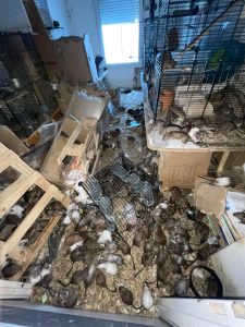 Pièce encombrée de cages, de matériel et d’objets pour rongeurs.