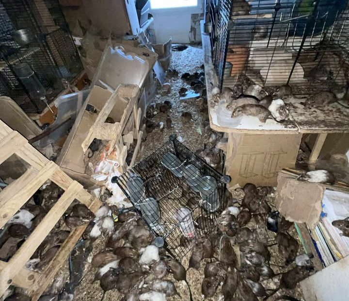 Pièce contenant de nombreuses cages au milieu de matériel accumulé.