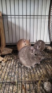 Deux octodons tournés vers l’objectif sur le sol de leur cage.