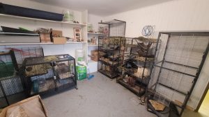 Pièce contenant plusieurs cages et terrariums aménagés pour des octodons.