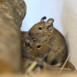 Foire aux Questions sur l&rsquo;Octodon degus