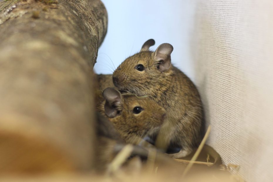 Deux jeunes octodons à côté d’un gros rondin de bois.