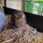 Fiche information – L&rsquo;Octodon ou dègue du Chili