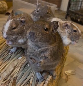 Adopter un octodon degus à la maison