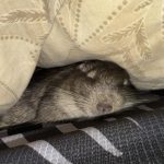 Les premiers jours de votre octodon à la maison